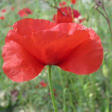 Схема вышивки «Маки»