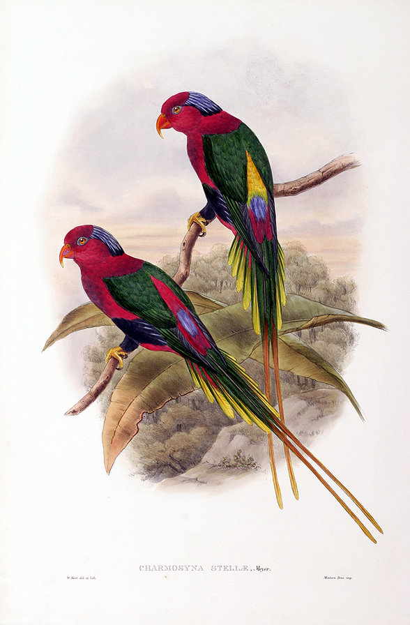 birds - оригинал