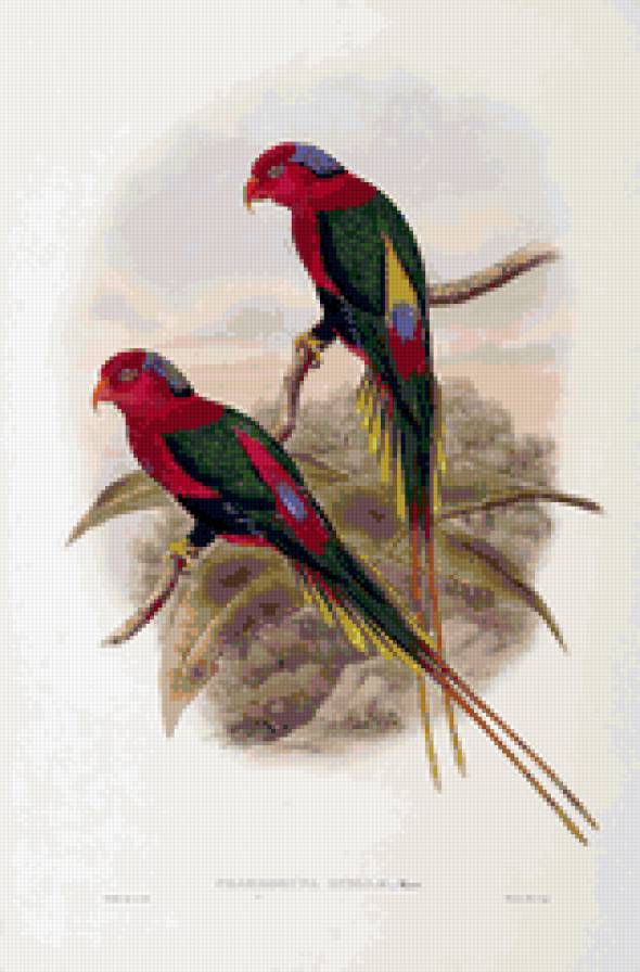 birds - предпросмотр