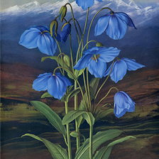 Схема вышивки «flowers»