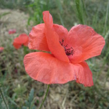 Схема вышивки «Маки»