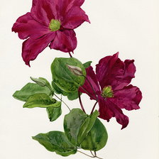 Схема вышивки «flowers»