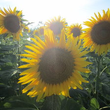 Схема вышивки «Подсолнухи»