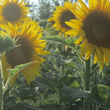 Схема вышивки «Подсолнухи»