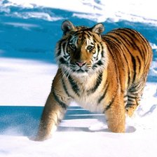 Схема вышивки «тигр»