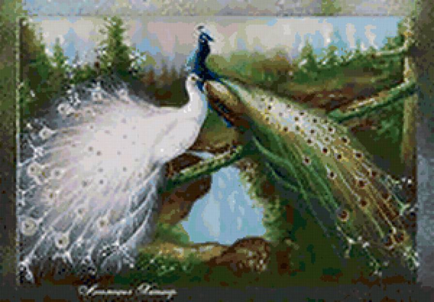 пара - птицы, природа, павлин - предпросмотр