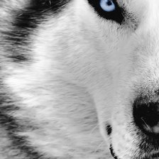 Схема вышивки «Волк»