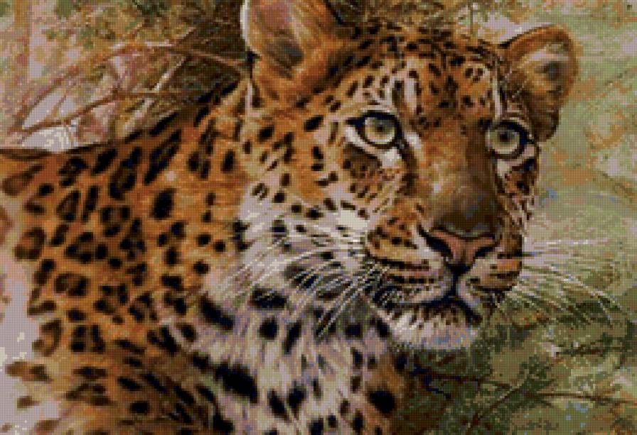 хищник - гепард - предпросмотр