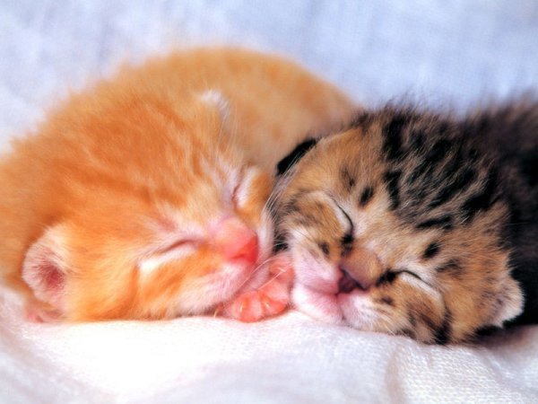 котята - оригинал