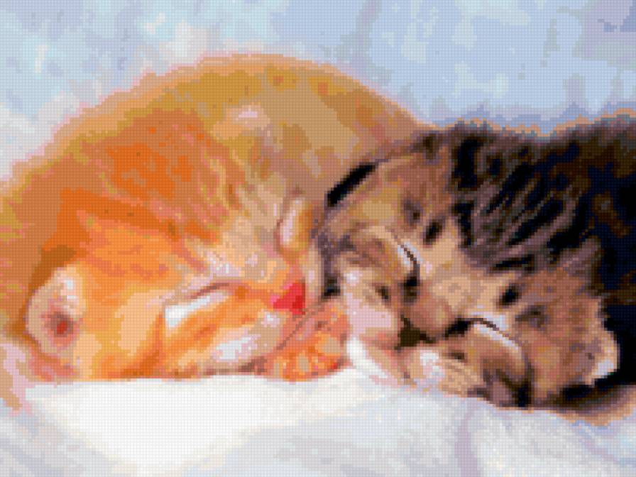 котята - предпросмотр