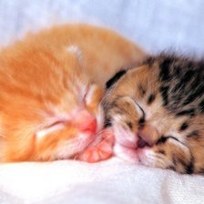 Схема вышивки «котята»