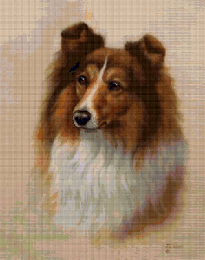 колли - собаки - предпросмотр