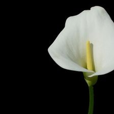 Схема вышивки «Каллы. колаж»