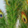 Предпросмотр схемы вышивки «павлин» (№153366)