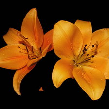 Схема вышивки «оранжевая лилия»