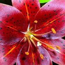 Схема вышивки «красная лилия»