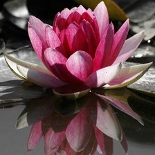 Схема вышивки «лилия»