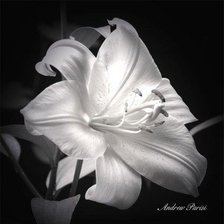 Схема вышивки «цветы»