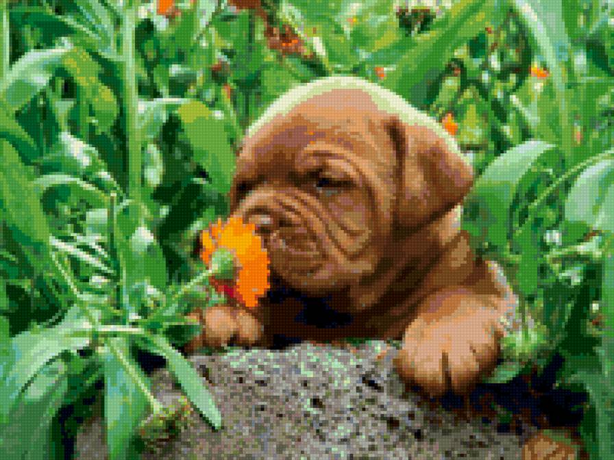 собачка - собачка - предпросмотр