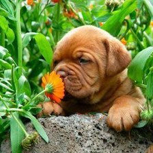 Схема вышивки «собачка»