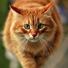 Схема вышивки «рыжый»