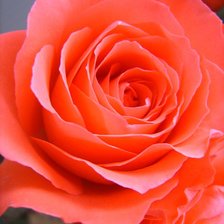 Схема вышивки «№153846»