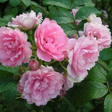 Схема вышивки «№153859»