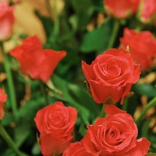 Схема вышивки «№153864»