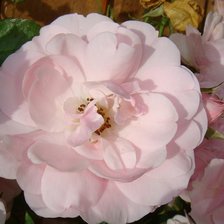 Схема вышивки «№153876»