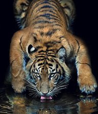 Схема вышивки «котик»