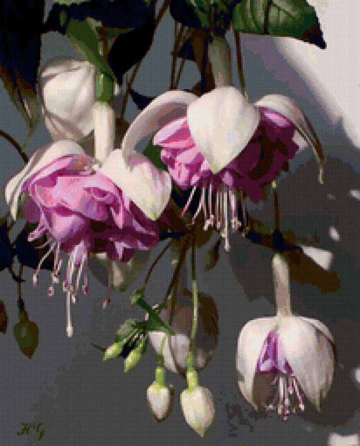 фуксия - цветы - предпросмотр