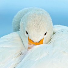 Схема вышивки «Серия "Лебеди"»