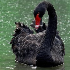 Схема вышивки «Серия "Лебеди"»