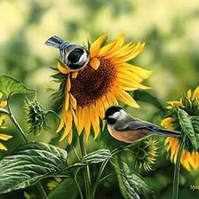 Схема вышивки «Синички и подсолнух»