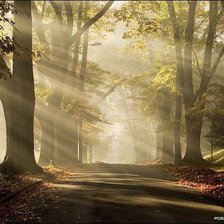 Схема вышивки «лес»