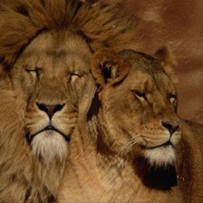 Схема вышивки «пара львов»