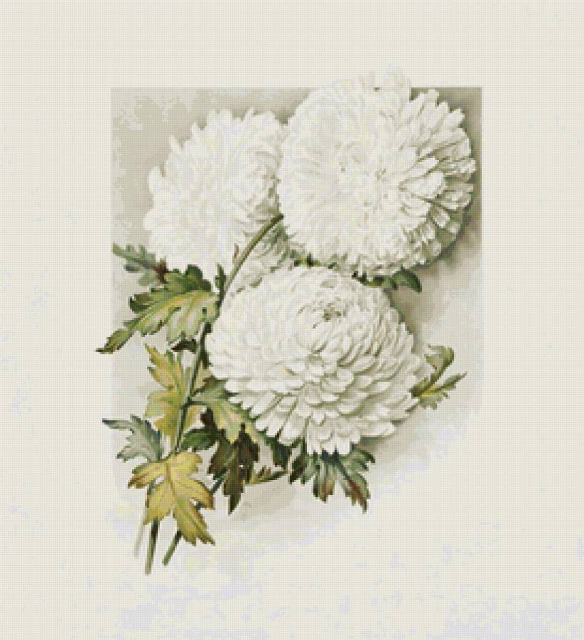 Хризантемы - акварель, картина, хризантемы, живопись, цветы - предпросмотр