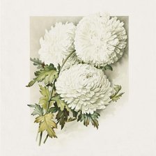 Хризантемы