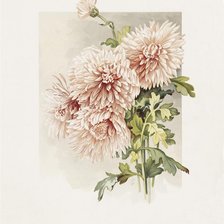 Схема вышивки «Хризантемы»