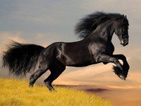 Схема вышивки «№154509»