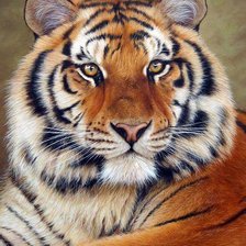 Схема вышивки «Тигр»