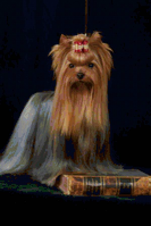 йорк - предпросмотр