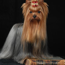 Схема вышивки «йорк»