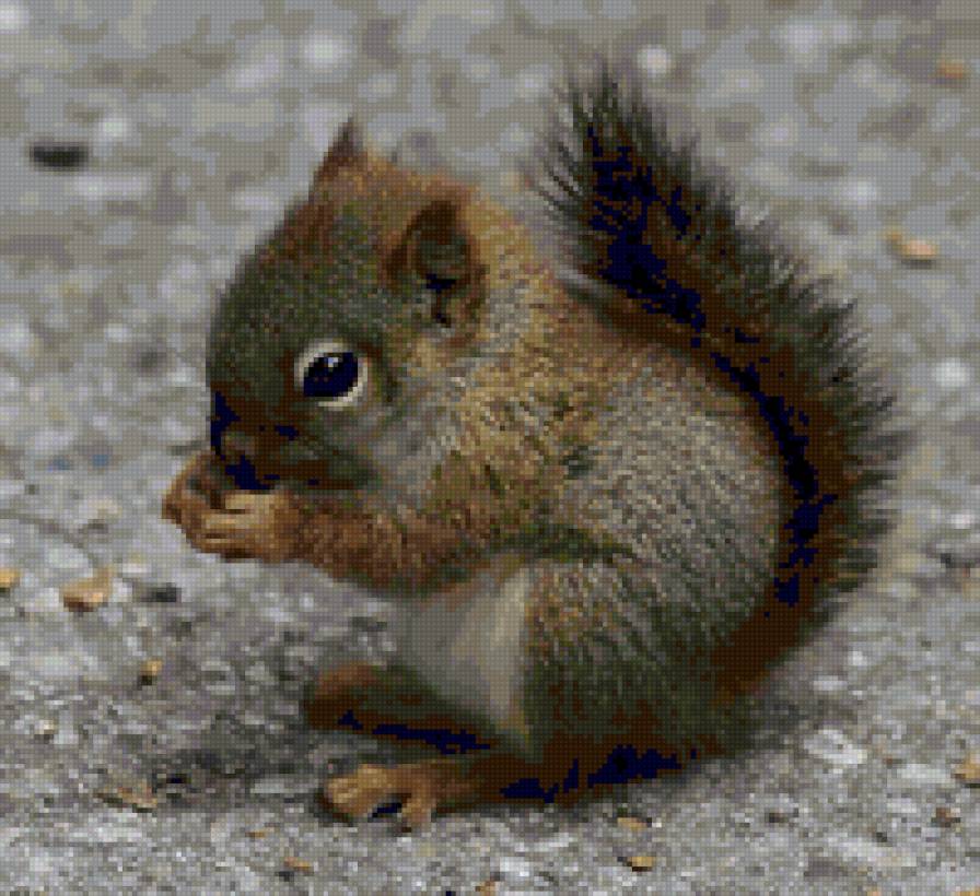 белка - белка, животные - предпросмотр