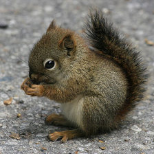 Схема вышивки «белка»