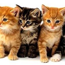 Схема вышивки «Котята»