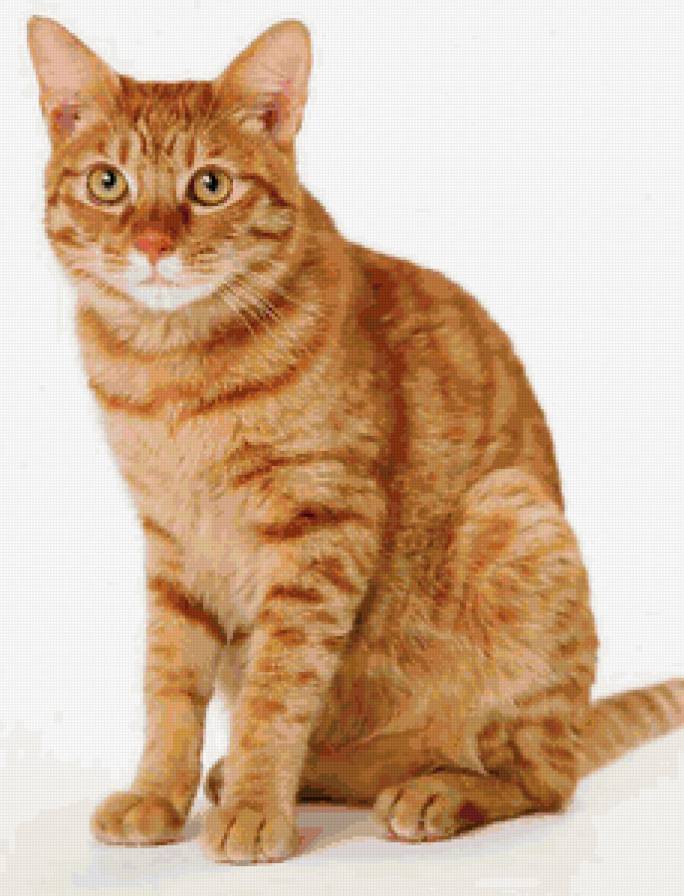 Кот - животные, кот, кошка - предпросмотр