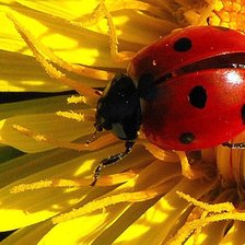 Схема вышивки «Божья коровка»