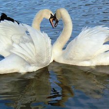 Схема вышивки «Лебеди»