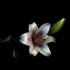 Схема вышивки «№154876»